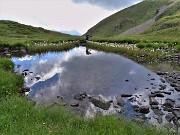 74 Bianchi eriofori al laghetto oltre quello delle Foppe Basse  (2197 m)